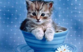 猫咪吃可可粉的危害有哪些症状和反应,症状与紧急应对指南